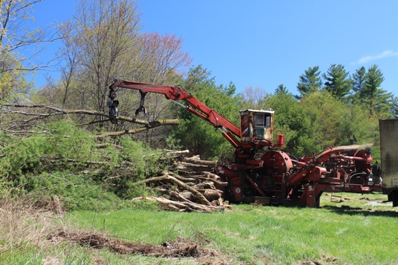 clearing trees for new school